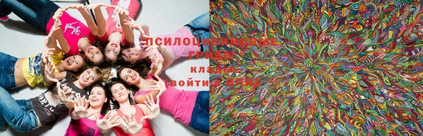 PSILOCYBIN Армянск
